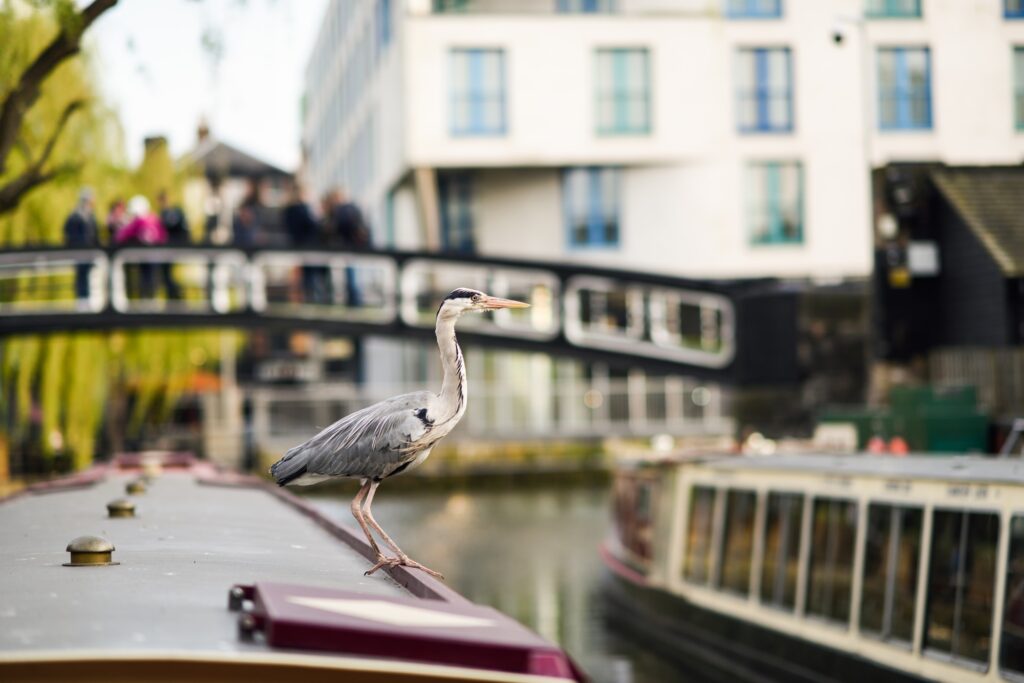 Heron or ardea cinerea in Little Venice, Camden town, London, UK
