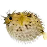 Paul Poison Fish Woodman