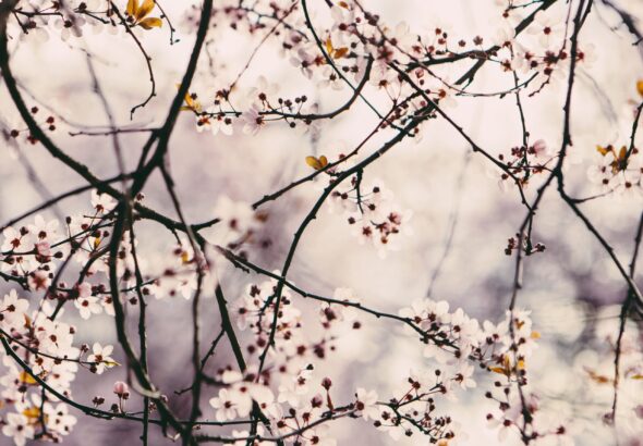 Gifu Prefecture Air Quality